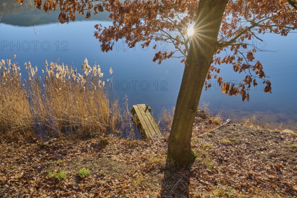 Tree on lake with sun, Freudenberg am Main, Untermain, Spessart, Odenwald, Franconia,