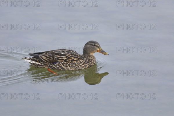 Mallard (Anas platyrhynchos), female, swimming on the lake, Chiemsee, Prien, Bavaria, Germany,