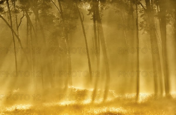 Scots pine forest (Pinus silvestris) in autumnal sunny light, Lower Rhine, North Rhine-Westphalia,