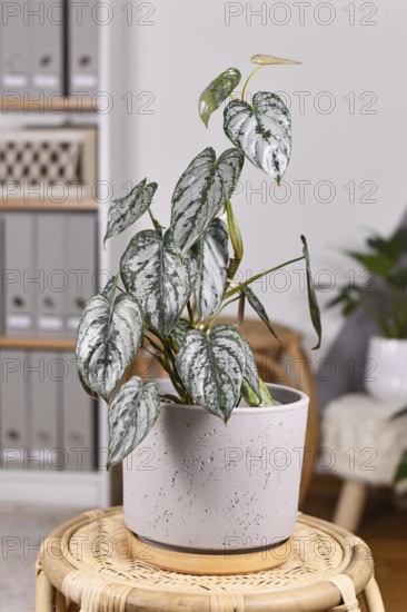 Exotic 'Philodendron Brandtianum' houseplant with silver pattern on leaves in flower pot on table