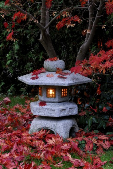 Japanese maple (Acer japonicum aconitifolium) , maple leaves on stone lantern, Japanese stone