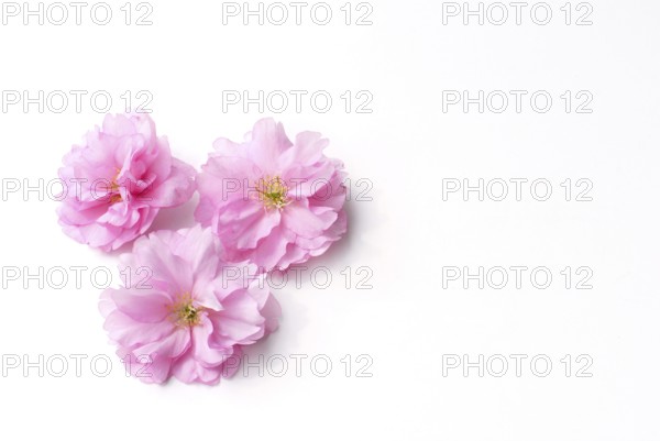 Japanese ornamental cherry, flowers