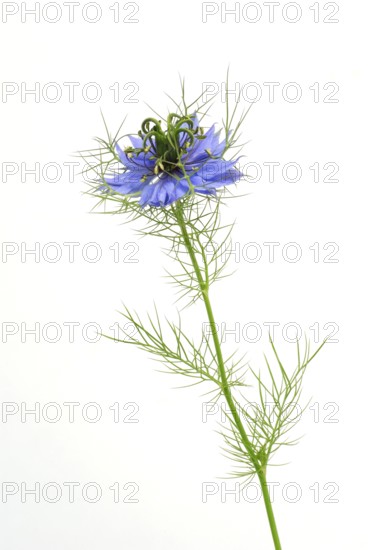 Love-in-a-mist (Nigella damascena) Damask black cumin, Gretel in the bush