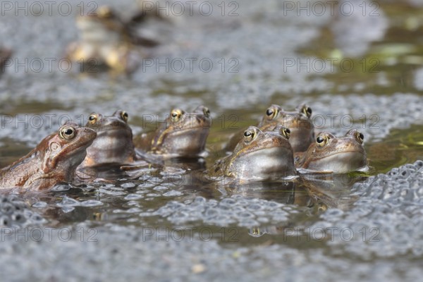 Common frogs (Rana temporaria) between Laich im Wasser, Kalkalpen National Park, Upper Austria,