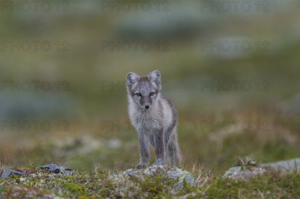 Arctic fox (Alopex lagopus), Varanger, Northern Norway, Norway, Europe