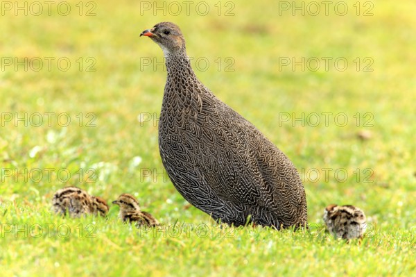 Cape spurfowl (Francolinus capensis), female with chicks