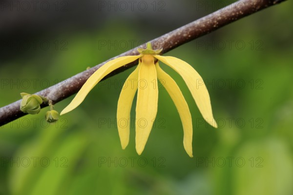 Ylang-ylang (Cananga odorata), Nosy Be, Annonaceae, Madagascar, Africa