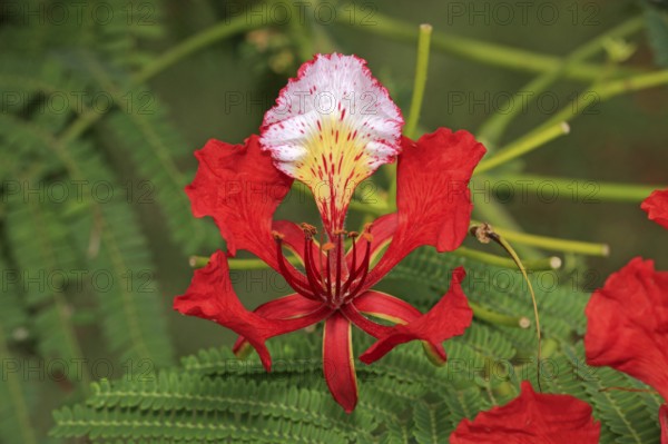 Royal poinciana (Delonix regia), flower, Mkuze Park, South Africa (Poinciana regia), Flamboyant