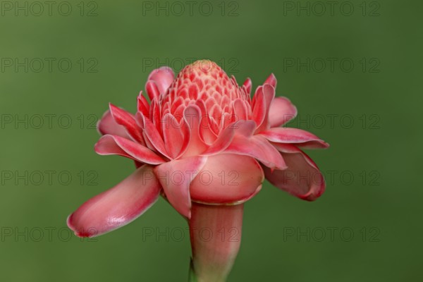 Etlingera (Etlingera), Nosy Be, Madagascar, Africa