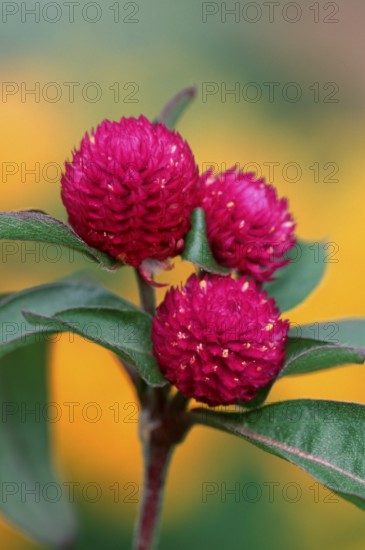 Globe amaranth (Gomphrena globosa)