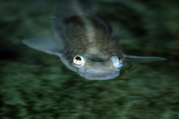 Four-eyes (Anableps anableps)