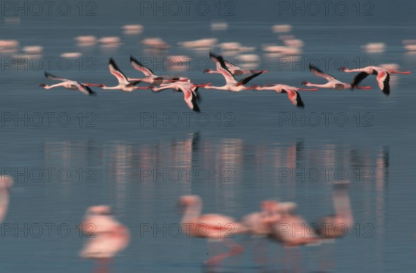Lesser Flamingos (Phoeniconaias minor) at lake Nakuru, Nakuru national park, Kenya, Africa