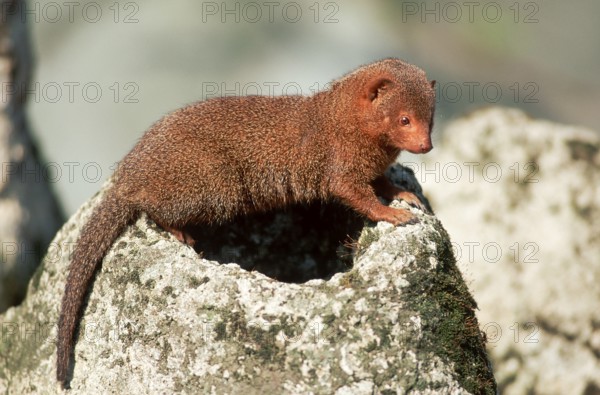 Dwarf mongoose (Helogale parvula), page
