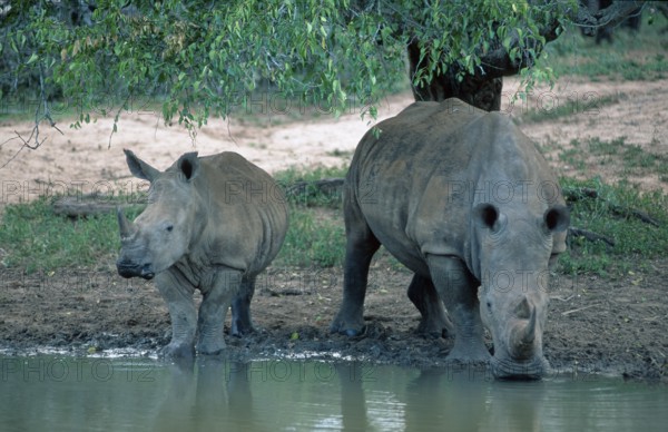 White rhinoceros (Ceratotherium simum) with young, Mkuzi Game Reserve, South Africa, Africa