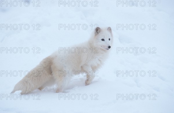 Arctic fox (Vulpes lagopus), page