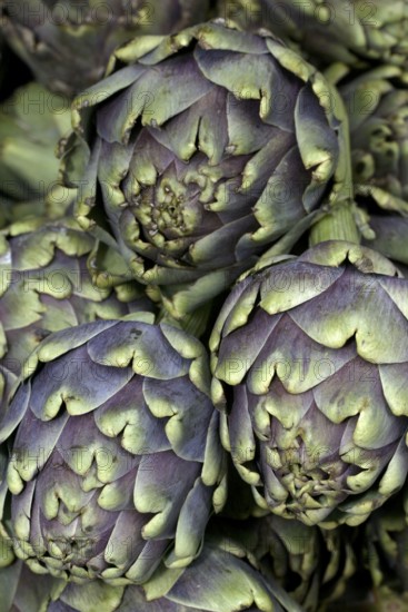 Globe Artichoke (Cynara scolymus)