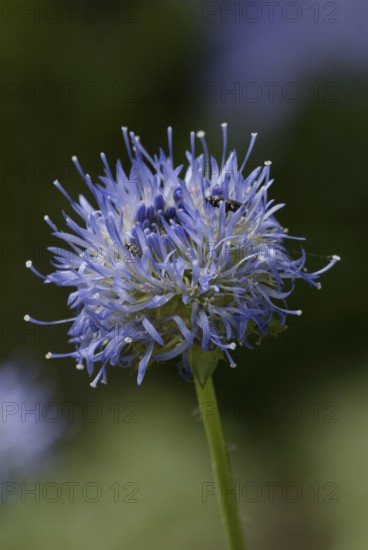 Jasione perennis (Jasione laevis)