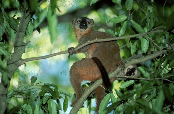 Red-fronted lemur, female with young, Berenty (Lemur fulvus rufus), Madagascar, Africa