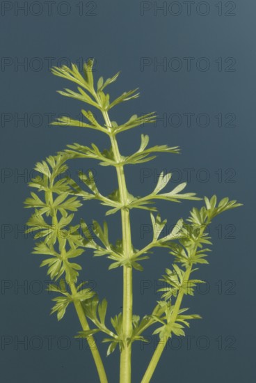 Caraway (Carum carvi)
