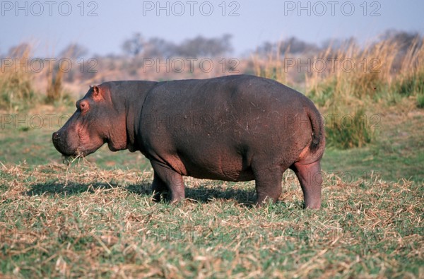 Hippopotamus (Hippopotamus amphibius), Chobe national park, Botswana, side, Africa