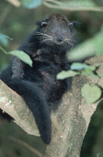 Bear-cat (Arctictis binturong)