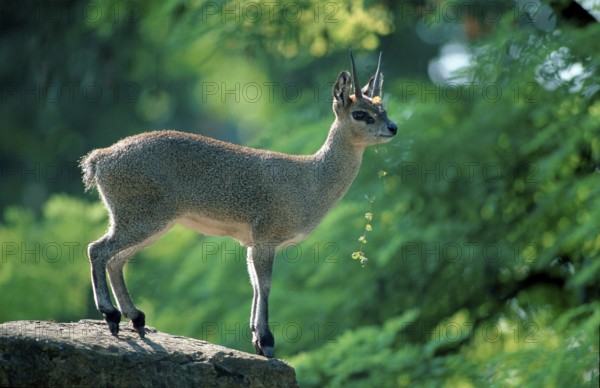 Klipspringer (Oreotragus oreotragus)