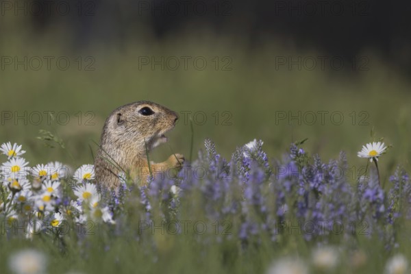 European ground squirrel (Spermophilus citellus) standing in flower meadow with speedwell and