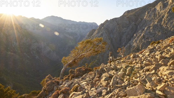 Tree bent by the wind, boulders, Gingilos, hiking on the Gingilos, morning light, back light, sun