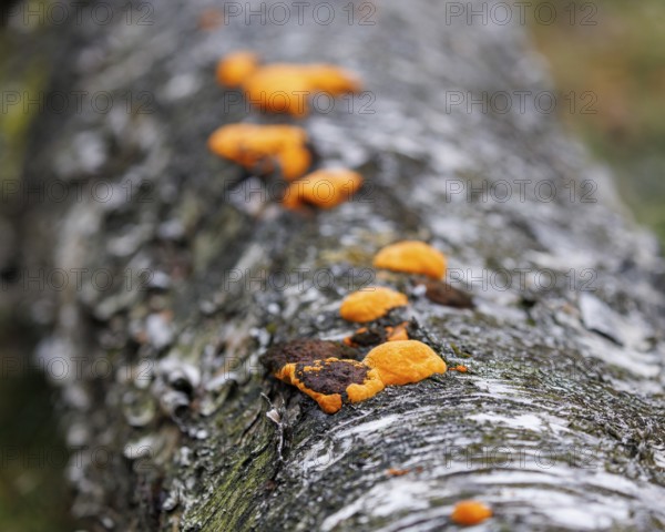 Orange mushroom on a birch tree, Germany, Europe