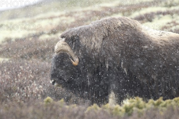 Musk ox (Ovibos moschatus) in light snowfall in Dovrefjell-Sunndalsfjella National Park, Central