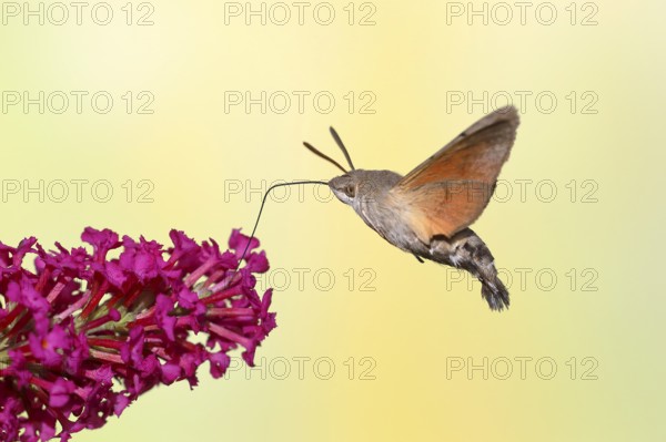 Hummingbird hawk-moth (Macroglossum stellatarum), flying, sucking nectar on flower of