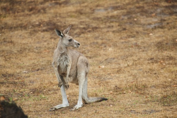 Eastern grey kangaroo (Macropus giganteus) standing on a tried up meadow, raining, Bavaria,