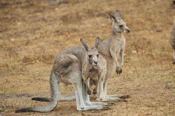 Eastern grey kangaroos (Macropus giganteus) standing on a tried up meadow, raining, Bavaria,