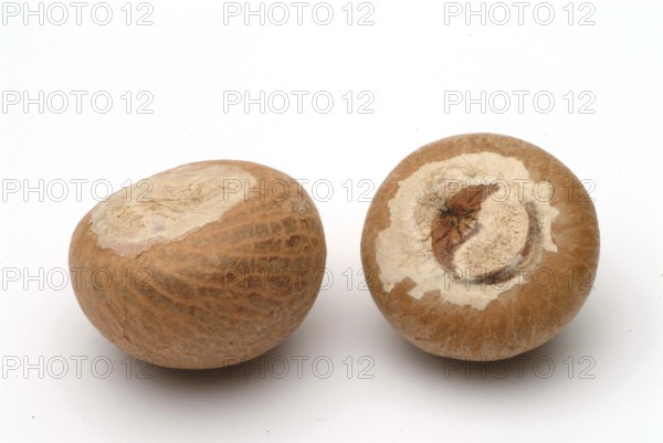 Supari, Areca nut, betel nut, areca nut, puga, pinag, whole fruit, fruit of the areca palm (Areca