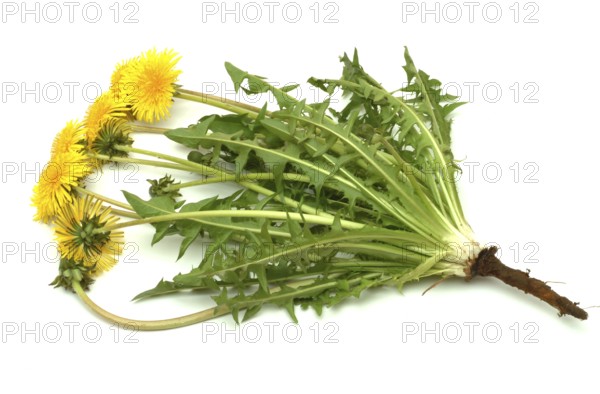 Common dandelion (Taraxacum) Ruderalia, Taraxacum officinale, medicinal plant, the most important