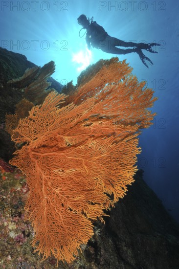Backlight image of gorgonian fan coral (Subergorgia giant sea fan (Annella mollis), silhouette of