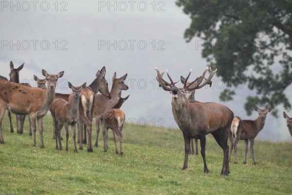 Red deer (Cervus elaphus) roaring with its herd in a mountain meadow during the rut, Allgäu,