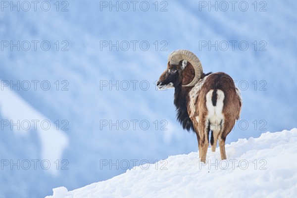 European mouflon (Ovis aries musimon) ram on a snowy meadow in the mountains in tirol, Kitzbühel,