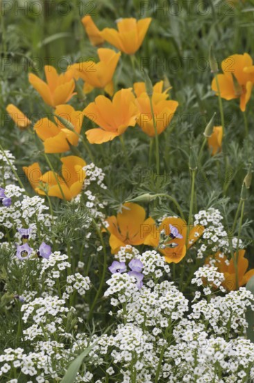 Flower meadow with California poppy (Eschscholzia californica), Emsland, Lower Saxony, Germany,