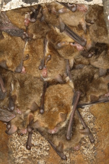 Fringed bat, natterer's bats (Myotis nattereri), in a bat box Bats, mammals, animals, Neunkirchen