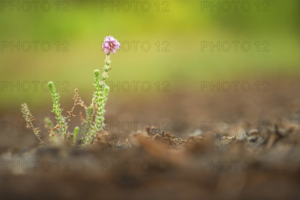 Close-up, bell heather (Erica tettalix), Neustadt am Rübenberge, Germany, Europe