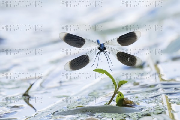 Banded demoiselle (calopteryx splendens), male approaching aquatic plant, Hesse, Germany, Europe