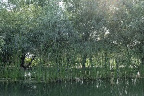 Trees grow in the water of Lacul Isaccel, a lake in the Danube Delta. UNESCO Danube Delta Biosphere