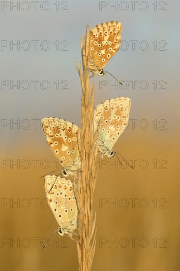 Chalkhill blues (Lysandra coridon) Other animals, Insects, Butterflies, Animals, Bad Neustadt an