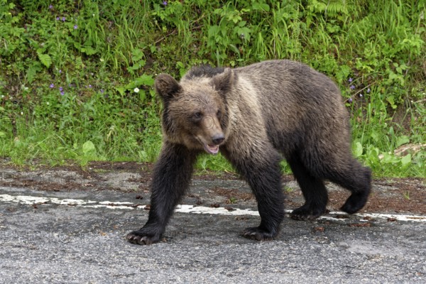 Young brown bear at the Transfagara, the Transfogaras High Road in the Fagaras Mountains, also