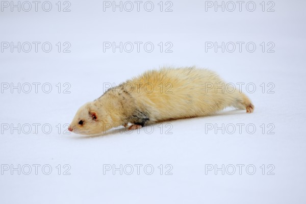 Ferret (Mustela putorius furo), adult, albino, in winter, in the snow, Bohemian Forest, Czech