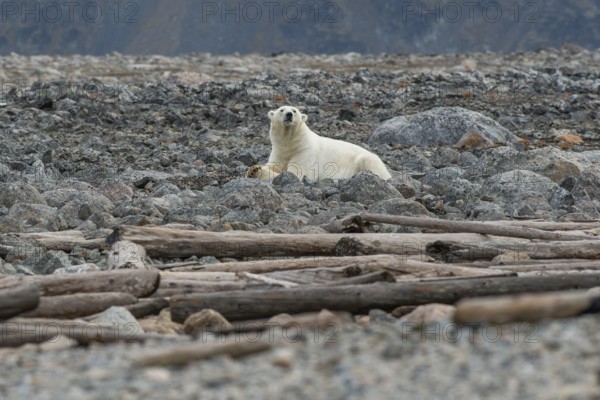 Reclining polar bear (Ursus maritimus), male, Blomstrandhalvoya, Svalbard and Jan Mayen