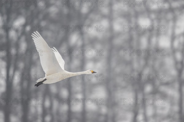 Tundra swan (Cygnus bewickii), Emsland, Lower Saxony, Germany, Europe