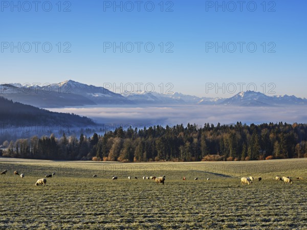 Flock of sheep standing in a meadow, behind a sea of fog with Pilatus and Rigi, near Baar, Canton