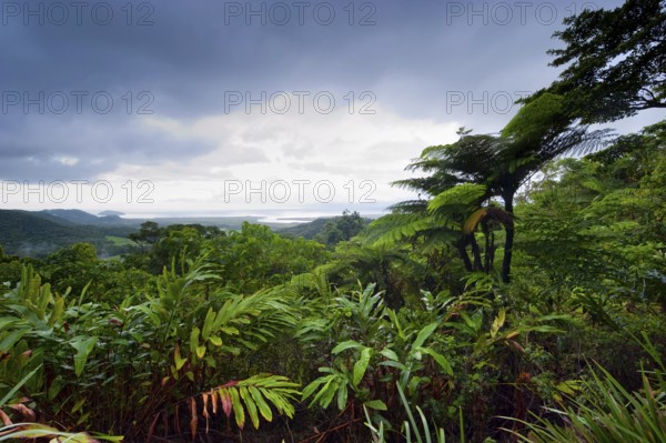 Rainforest, jungle, tropical forest, tropics, rain, nature, landscape, Daintree National Park,